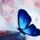 beautiful butterfly dp